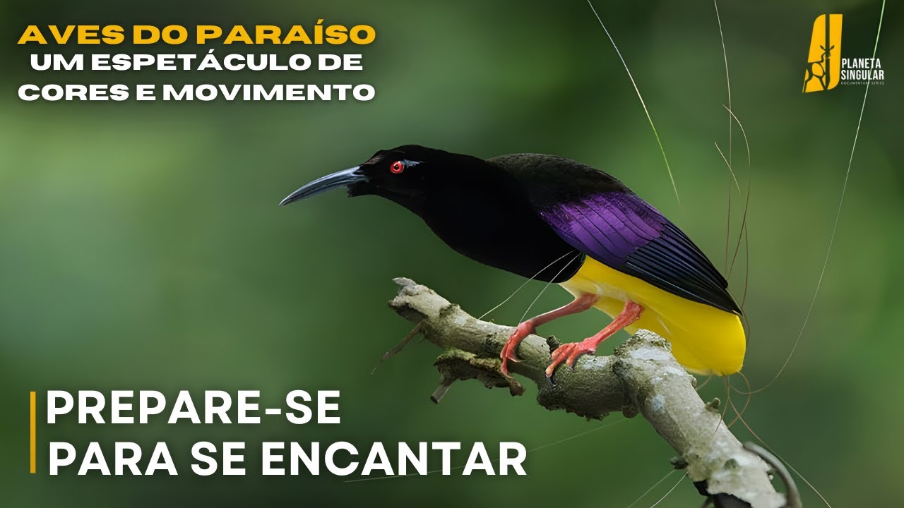 Documentário Completo HD : Aves do Paraíso - Espécies e Comportamentos na Floresta de Nova Guiné