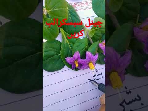 bashir khan name calligraphy