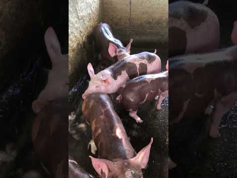 Granja gf suinos em Itapipoca Ce a máquina da suinocultura do nordeste 🚀🚀🚀🚀🚀