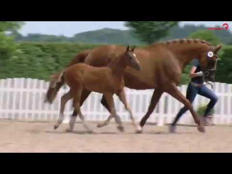 Hengstfohlen von Rubin Royal / Quaterback