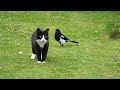 Magpie Teasing Cat (Full Footage)