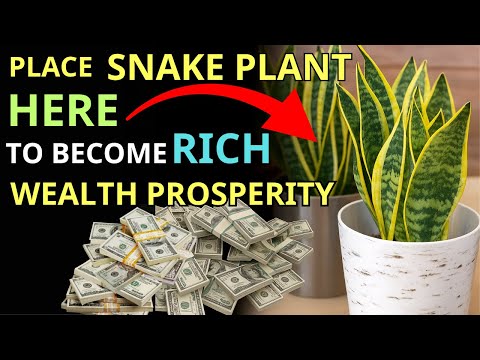 Place The Snake Plant Here In Your House And Money Will Flow In Overnight Fengshui,Buddhist teaching