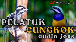 Download lagu MASTERAN PELATUK BERAS/SAMPIT VS CUCAK CUNGKOK GACOR TEMBAKAN KUNTI COCOK BUAT MASTERAN CUCAK IJO mp3 Download lagu MASTERAN PELATUK BERAS/SAMPIT VS CUCAK CUNGKOK GACOR TEMBAKAN KUNTI COCOK BUAT MASTERAN CUCAK IJO mp3