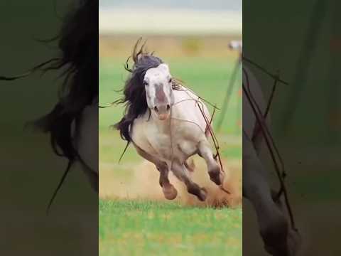 , title : '😄 horse riding full speed 🐎🐼 #shorts #youtubeshorts #horse #riding #speed'