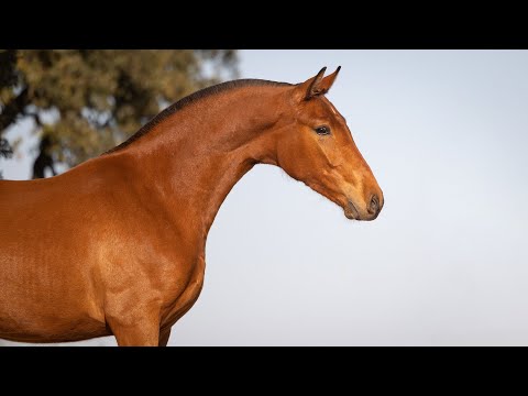 Horse for Sale |  2YO LusoWarmblood Mare out of Secret (REF#840)