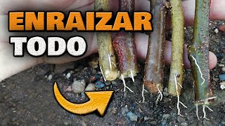 ENRAIZA CUALQUIER PLANTA RÁPIDO y FÁCIL | Enraizar Esquejes y Ramas de ÁRBOLES Rosales y Romero