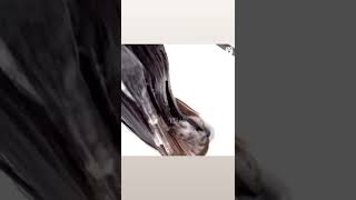 Aplicación de la ampolla de Semillas de Lino.