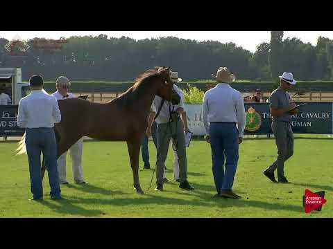 N.56 SWAN TT - Chantilly 2018 AHO Breeders' Championship - Yearling Colts (Class 6A)