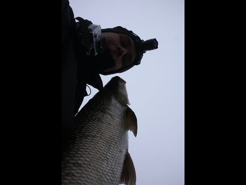 + 5kg Toutaimen väsytys Asp catch