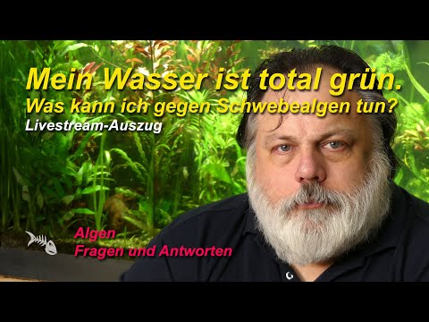Das Wasser im Aquarium ist grün. Wie werde ich die Schwebealgen wieder los? Algenblüte