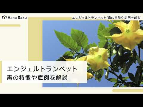 裁きのスカーレット・トランペット、スカーレット・エンジェルズ・トランペット、スカーレット・ダチュラ、キダチチョウセンアサガオ、キダチチョウセンアサガオ属