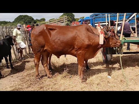 FEIRA DO GADO EM SÃO BENEDITO CEARÁ DIA 12/09/2026