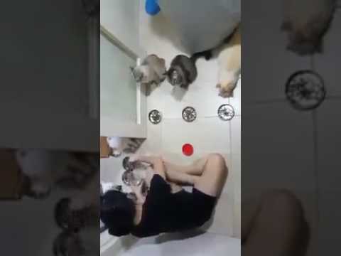 cats pray before eating