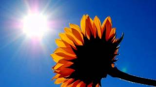 Catalyst - Sunnin'