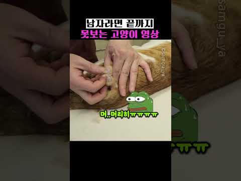 남자라면 끝까지 못보는 고양이 영상