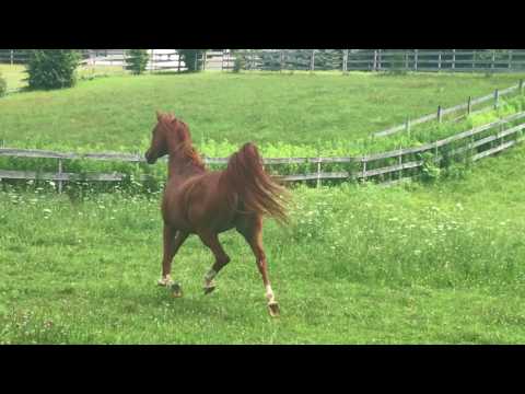 Walice Ganges x Ekstern 2