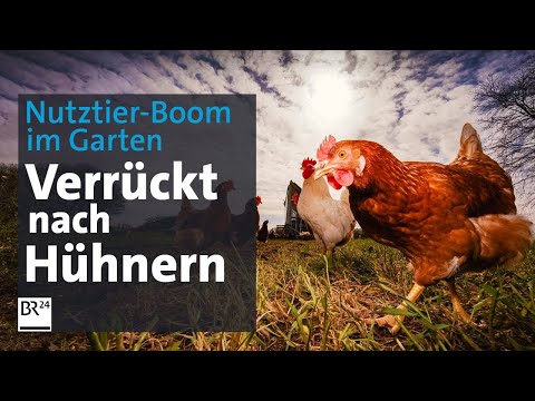 , title : 'Hühner im eigenen Garten: Zwischen Kuscheln und Impfen | Die Story | Kontrovers | BR24'