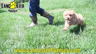 Friendly Cavapoo Puppy