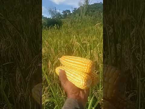 Lavouras de alta produtividade Jatobá Maranhão