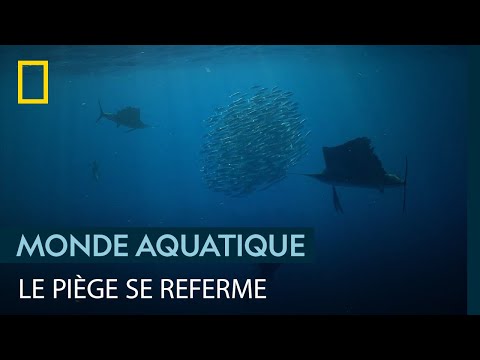 Des espadons-voiliers prennent au piège un banc de sardines