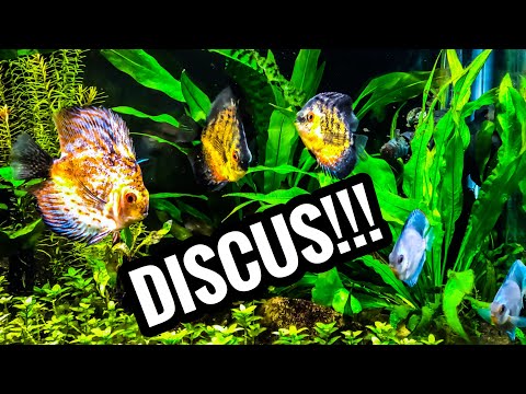 My First Discus - Tazawa Tanks Fishroom Changes