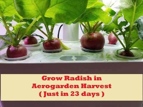 Grow Saxa 2 Radish in Aerogarden Harvest (23 days for maturity)