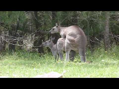 Australian Wildlife: Eastern Grey Kangaroos Mating