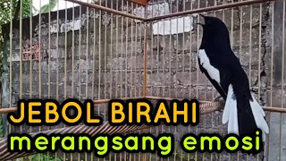 Download lagu TERAPI CEPAT KACER JEBOL BIRAHI MERANGSANG EMOSI... mp3