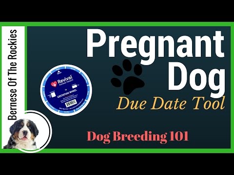 When is your pregnant dog due? (Our Favorite Tool) | Dog Breeding 101
