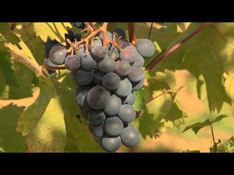 , title : 'Choisir une variété de raisin rustique pour le nord de la France'