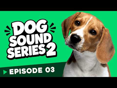 10 Sounds Dogs Hear &amp; Instantly React To - Dog Sound Series 2 🐶  Ep.03