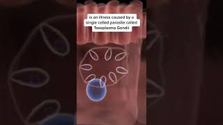 What is Toxoplasmosis? (Basics for cat parents!)