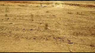  Agricultural Land for Sale in Shadnagar, Hyderabad