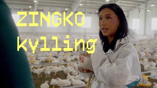 Zingko - Fra glam til 22 000 kyllinger