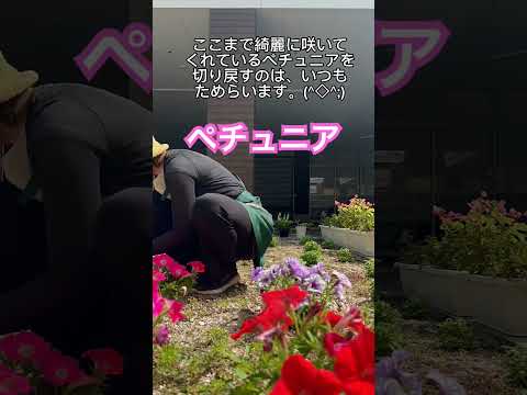  6か月の開花を得るには、いつペチュニアを播種すればよいでしょうか？  庭園