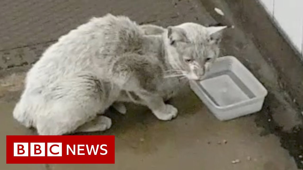 Finding the Pimlico cat