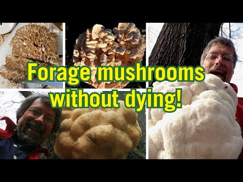 PODCAST | A Mushroom Hunting Guide for Beginners
