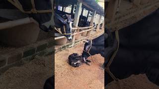 humba humba sound of a cow#cow song