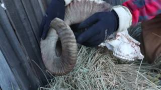 Guide to field judging Marco Polo