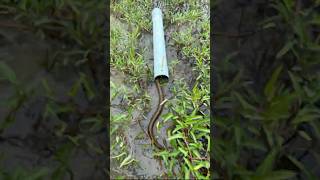 Download lagu Simple but Useful: Catching Eels Easily Trap #eel #eelfishing #craft #bushcraft #catching #simple mp3
