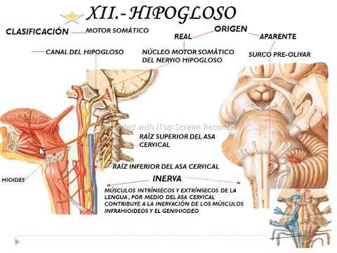 Par Craneal (XII)= Hipogloso.