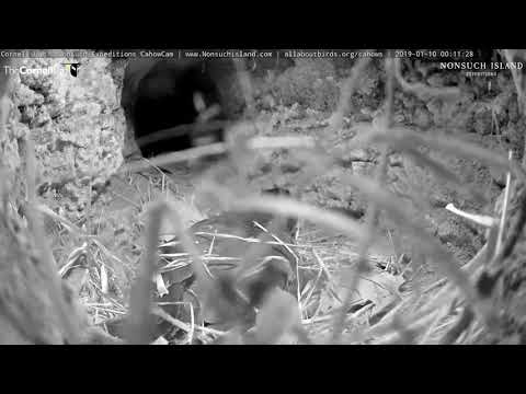 190110 Bermuda Cahow Cam - I need some privacy