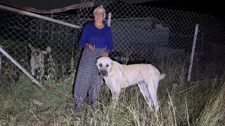KAPIMA NEREDEN GELDİĞİNİ DUYUNCA ŞAŞIRACAĞINIZ BİR KÖPEK GELDİ 