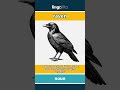 raven - a big, black bird that look... video thumbnail