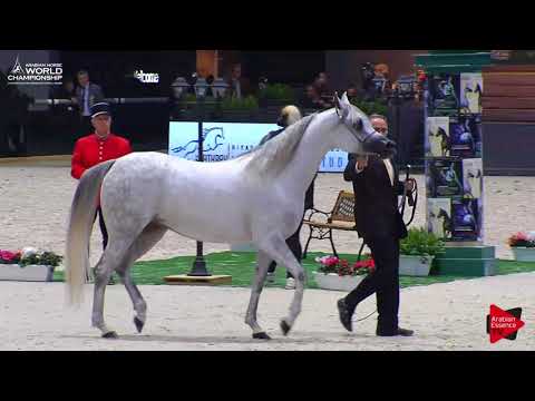 N.48 BINT HAZY AL KHALEDIAH - Paris 2017 - Senior Mares (Class CM3A)