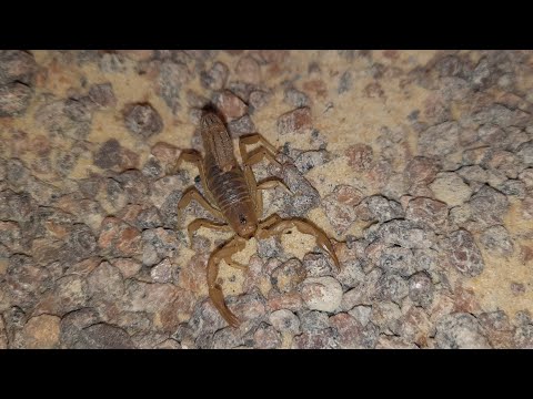 Škorpión pruhovanochvostý (Paravaejovis spinigerus) — terárium, kŕmenie a správanie