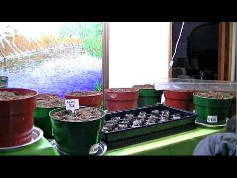 My Hot Pepper Garden 2012 - Video 1