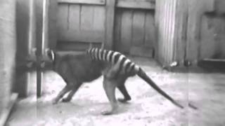 Tigre-da-Tasmânia (Um Raro Vídeo de 1933)