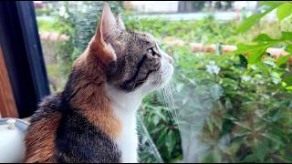三毛猫フミ姫　朝活😸