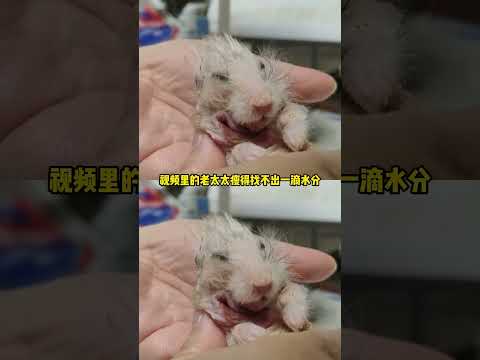 仓鼠老奶就是最尊重库跑之人 #仓鼠  #老年仓鼠  #萌宠日常  #可爱  #动物